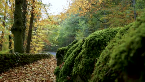 stunning shot of a road in autumn