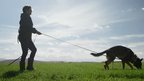 Shepherd-dog-walking-with-his-owner-in-the-farm-4k