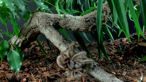 Front-close-up-view-of-walking-Tarantula