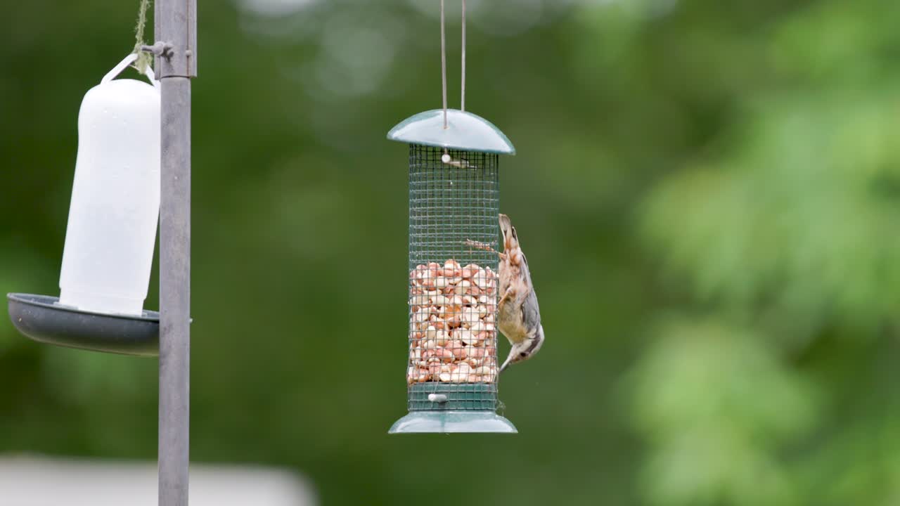 Burung Kecil (Nuthatch) Makan Kacang dari Tempat Makan Burung