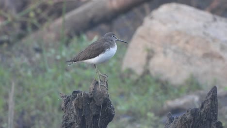 Purple-Sandpiper-in-pond-area-.