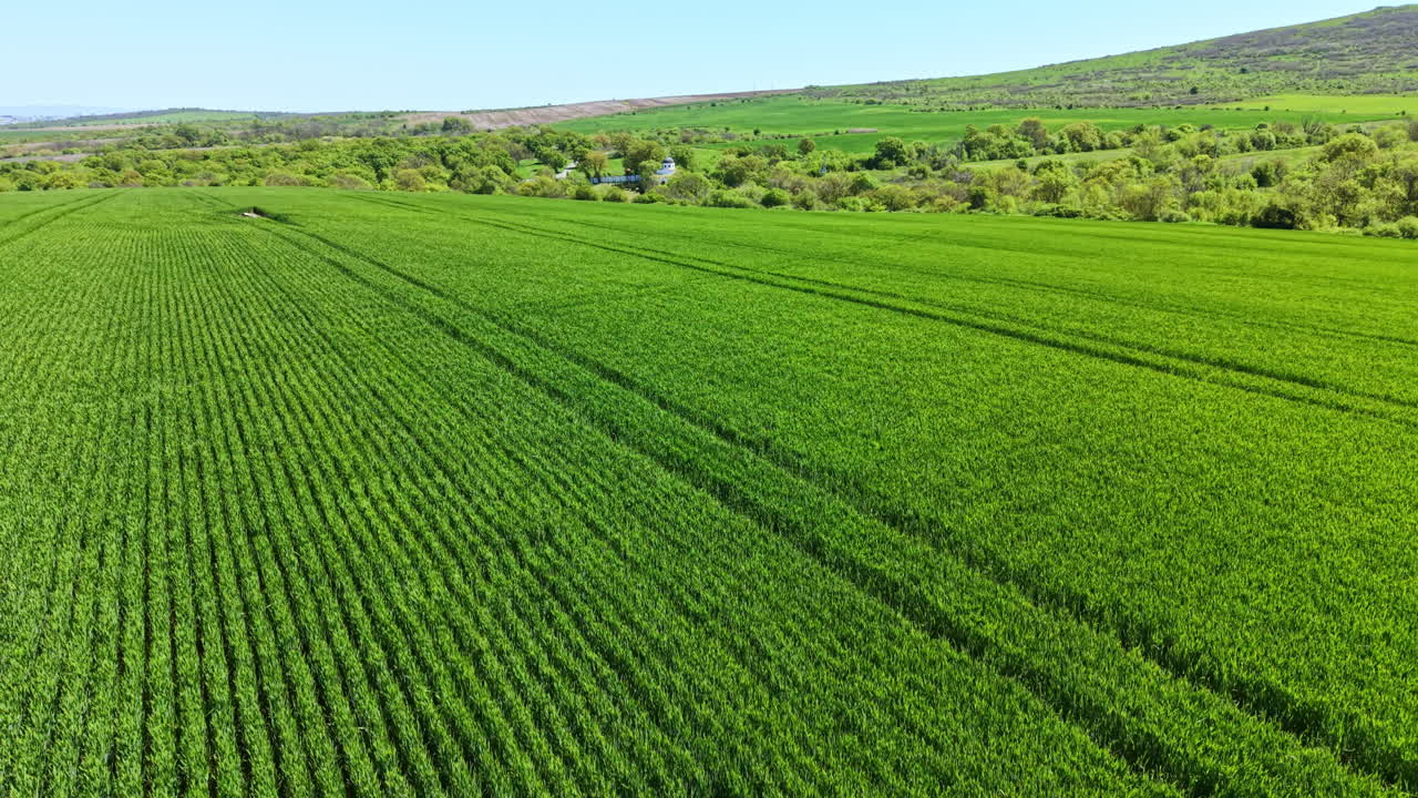 Wheat field growing in a rural area with clear skies and green landscape under bright sunlight