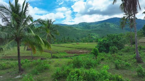 aerial establishing shot of tropical palm trees on farm field in philippines