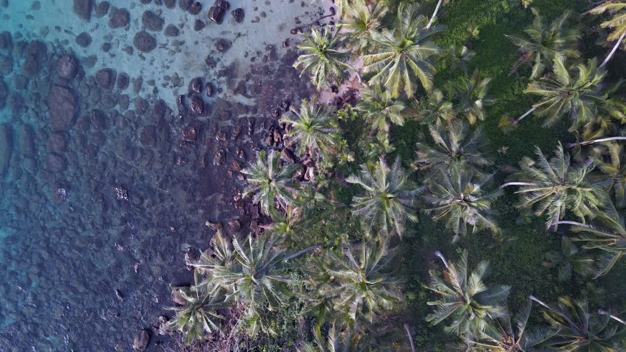 Uberørt naturstrand, kokospalme, sorte sten i turkisblåt vand