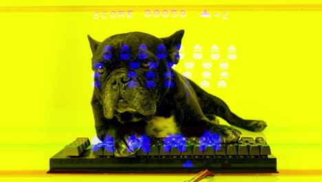 dog hacker lying down with a keyboard hacking, studio footage