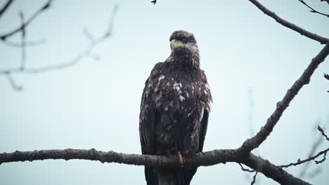 Junger-Weißkopfseeadler,-Der-Noch-Auf-Einem-Baumwipfelzweig-Sitzt