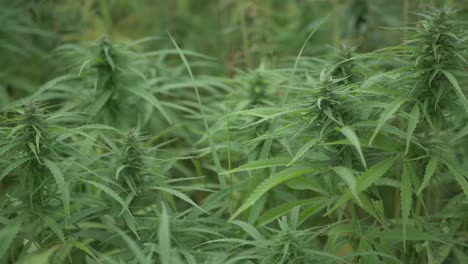 Green-Cannabis-Field.-Panning-Shot