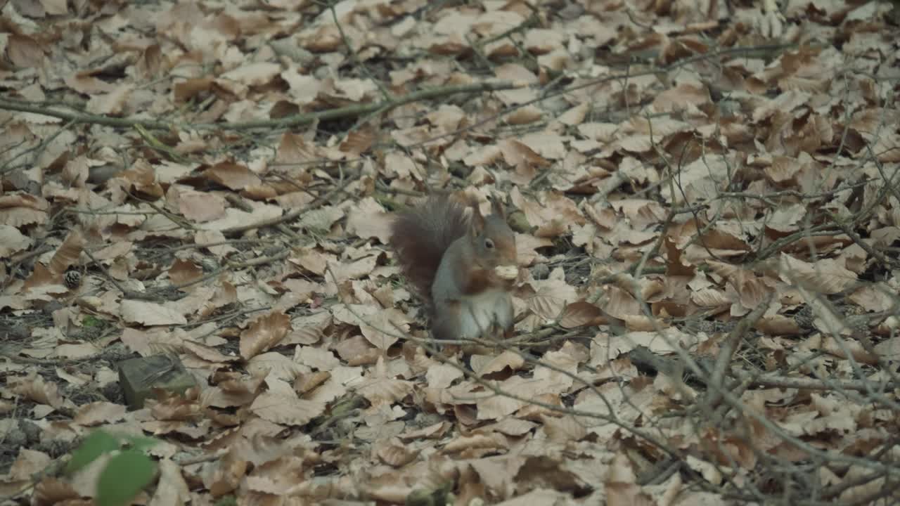 Scoiattolo rosso che si muove nel bosco raccogliendo e seppellendo noci