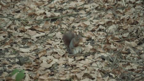 red squirrel moving in the woods collecting and burying nuts