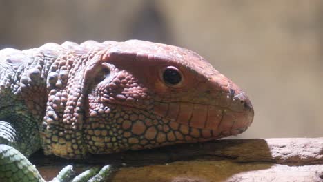 a terrestrial reptile, known as a lizard, is calmly resting on a rock while curiously observing the camera
