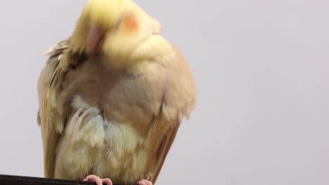 cockatiel perched