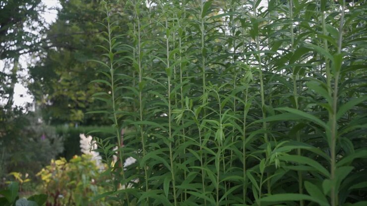 Erbe in un giardino officinale. Rallentatore.