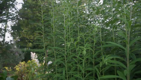 Hierbas-En-Un-Jardín-Medicinal.-Camara-Lenta