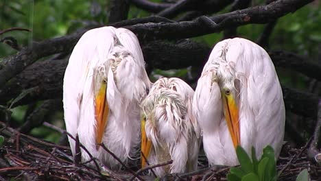 Drei-Kraniche-In-Einem-Nest-Im-Regen-1