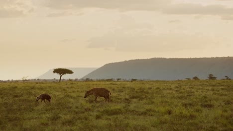 hiena caminando por las llanuras de kenia con un árbol de acacia en el fondo, hermosa composición de la vida silvestre africana en la reserva nacional de maasai mara, kenia, áfrica animales de safari