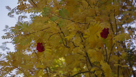 Red-seeds-on-tree-with-dry-yellow-leaves-in-autumn