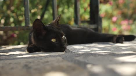 young cat is seen lying on a terrace in close-up