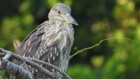 Rufous-Night-Heron-in-tree-1