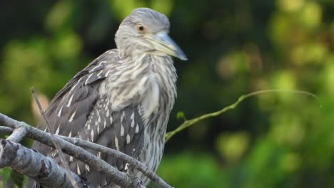 Rufous Night Heron in tree 1