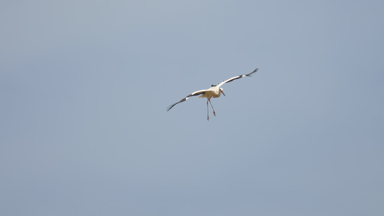 날아다니는 새우 와 은새우