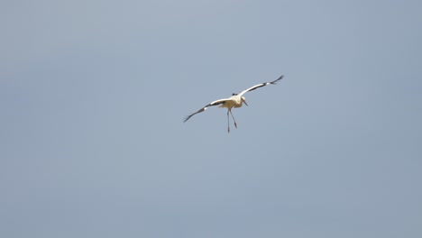 white stork and red kite buzzard in flight