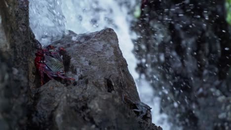 Waterfall-Crab-standing-on-a-rock-next-to-a-waterfall-while-being-splashed-by-the-water,-still-shot