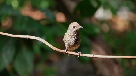 looking to the right while perched on a small vine, white-throated rock-thrush monticola gularis, thailand