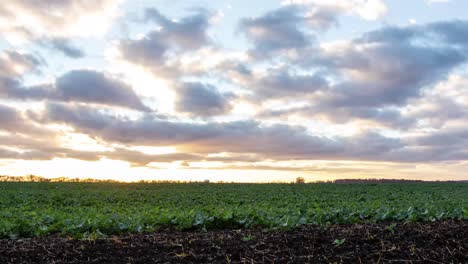 Timelapse-De-Tarde-A-Noche-Sobre-Campo-De-Cultivo-Verde