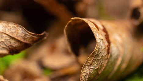 woodland scene, close up macro footage of the leaf covered forest floor