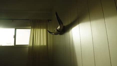 oxen horns wall decoration with sun peaking through window