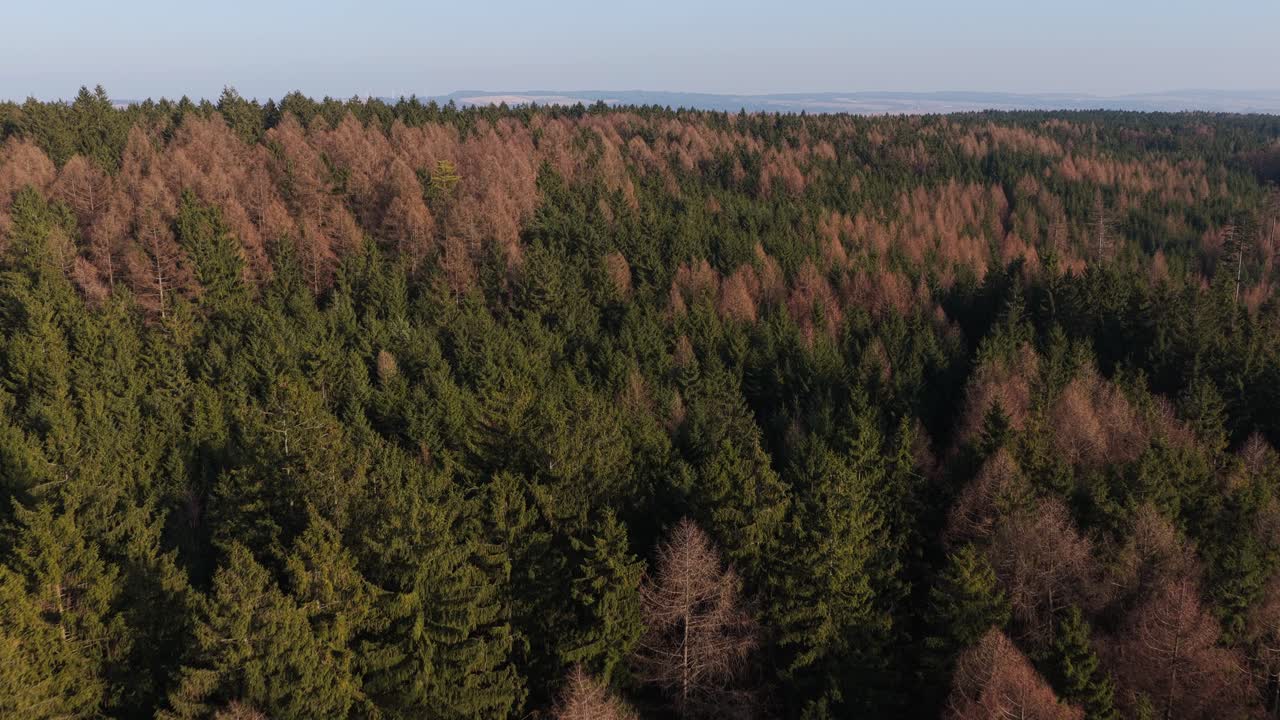 Vue aérienne printanière d'une forêt de conifères secs après l'hiver. Lumière chaude du soleil mettant en évidence la transformation saisonnière.