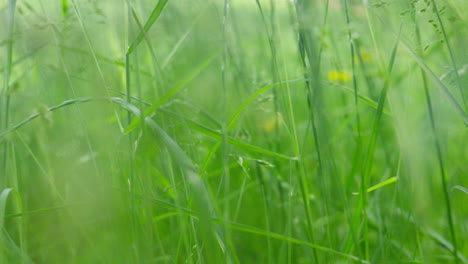 hierba verde exuberante de primer plano, fondo natural, enfoque suave