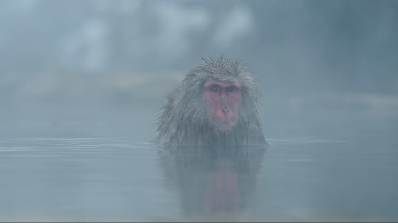 In a moment of relaxation, a mother snow monkey sits contentedly in a foggy onsen as her baby gently grooms her.