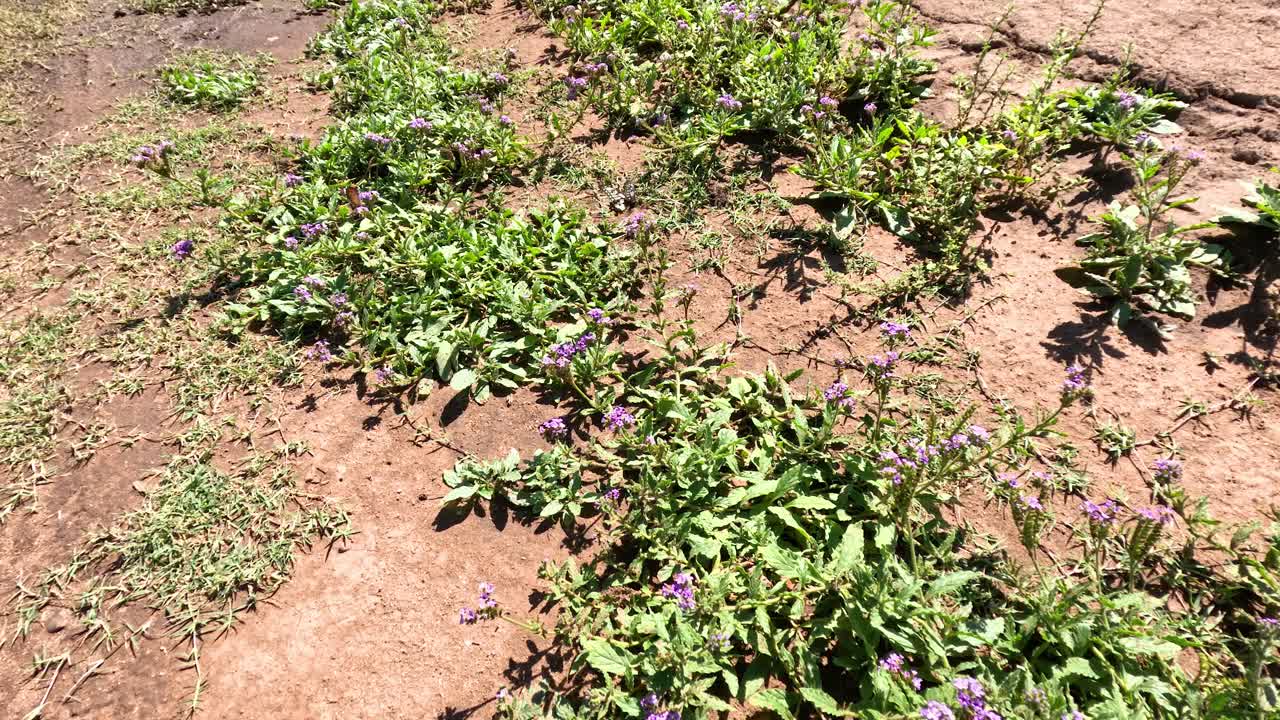 mariposa volando sobre el sendero del bosque con flores