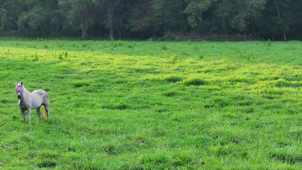 Pan view of horses in a field drone view