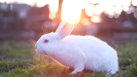 lovely bunny, easter fluffy white bunnies, adorable rabbit in a cage. easter bunnies. close-up of a rabbit