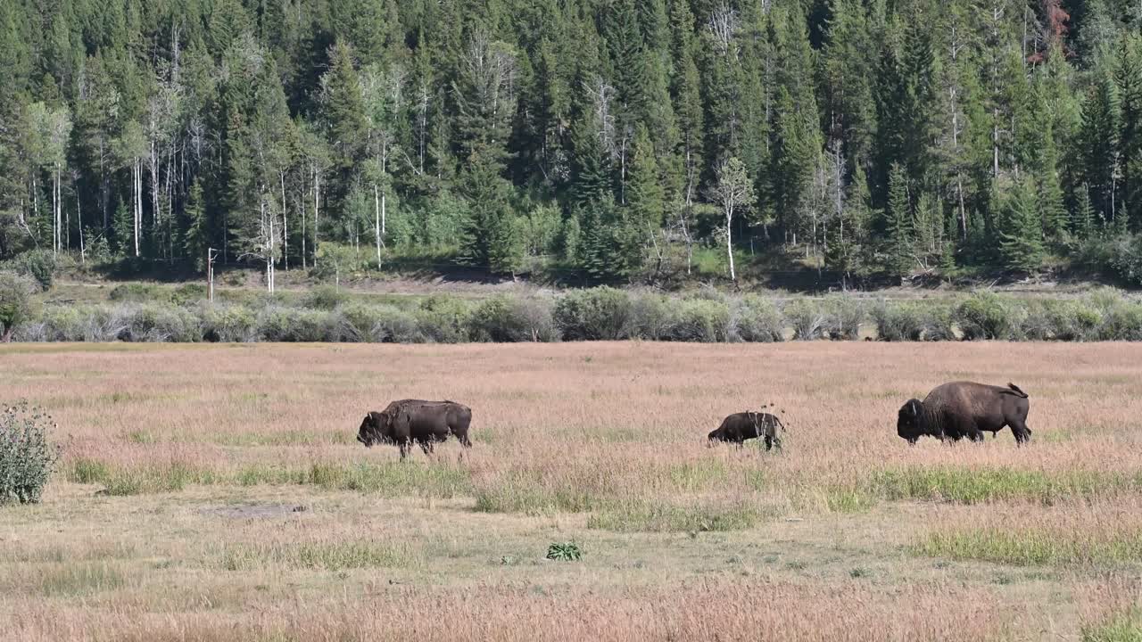 Inquadratura media di bisonti che pascolano e camminano attraverso un prato erboso con una fitta foresta sempreverde sullo sfondo nel Parco Nazionale del Grand Teton.