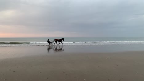 harness racing at the beach