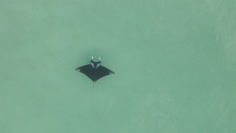 manta ray with remoras flies through shallow water over sandy bottom