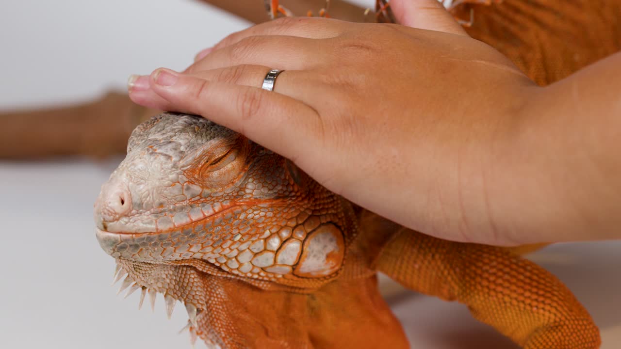 Primo piano di una mano che accarezza un'iguana arancione su uno sfondo bianco pulito