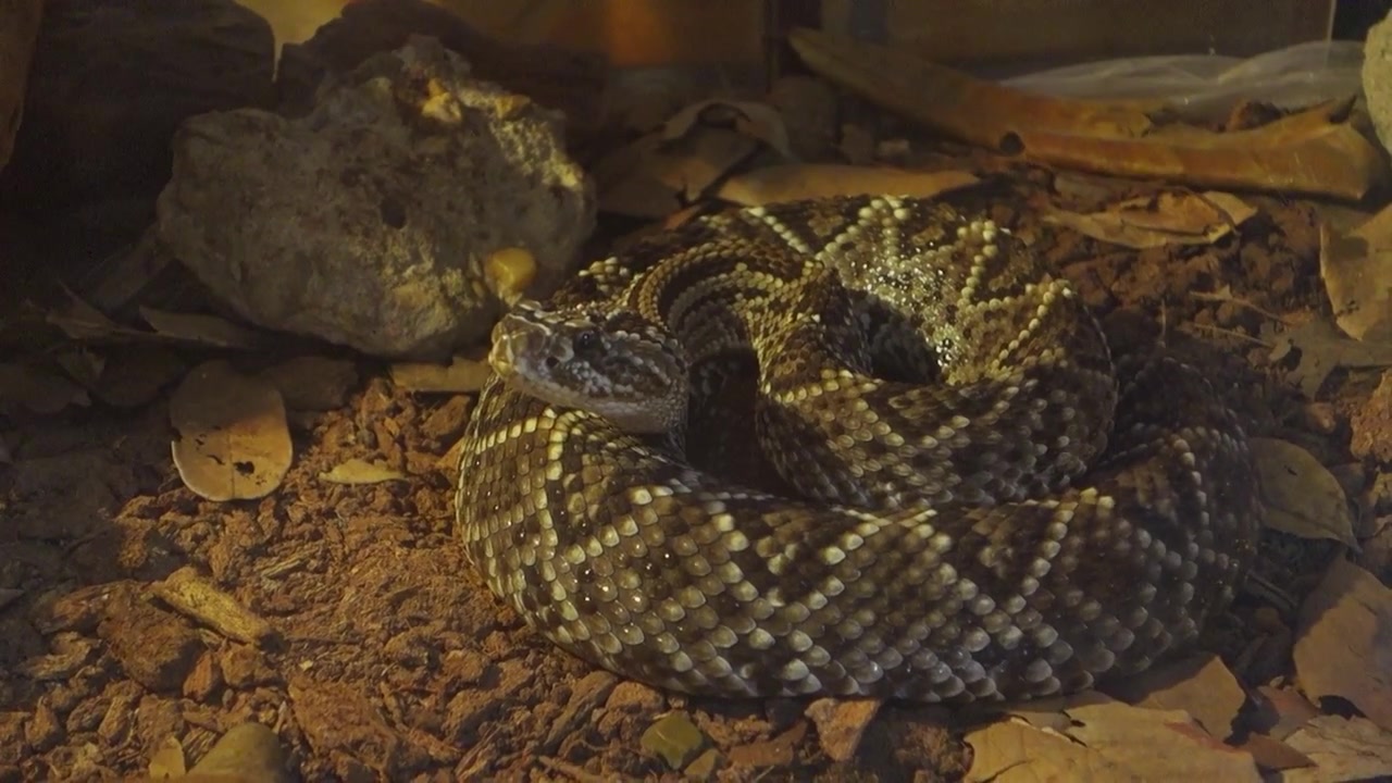 Serpente Crotalus durissus, o serpente a sonagli sudamericano, che annusa con la lingua. Cascavel brasiliano in cattività, primo piano.