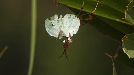 Mántide-Comiendo-Mariposa--viento