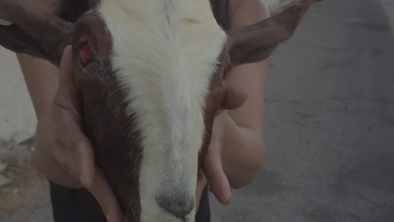 Een vrouw wiebelt een opgezet geitenhoofd naar de camera toe