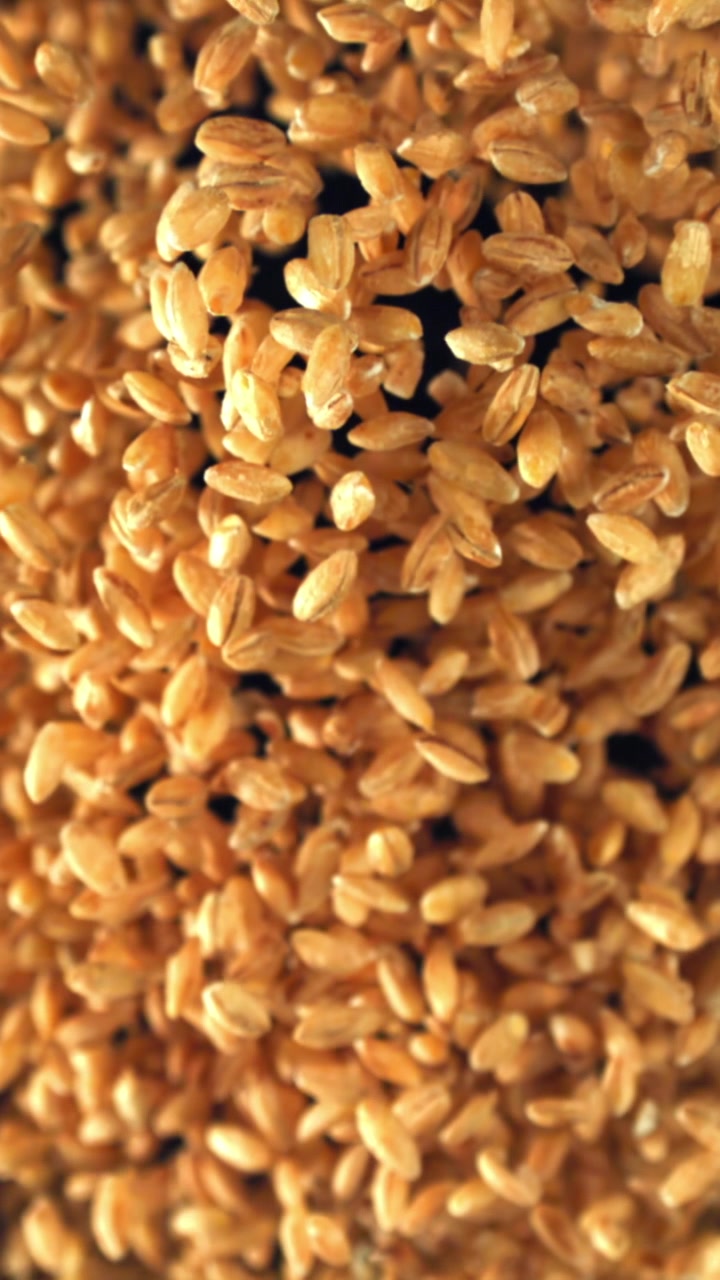 Chicchi di cereali dorati che si mettono a fuoco in una ripresa macro