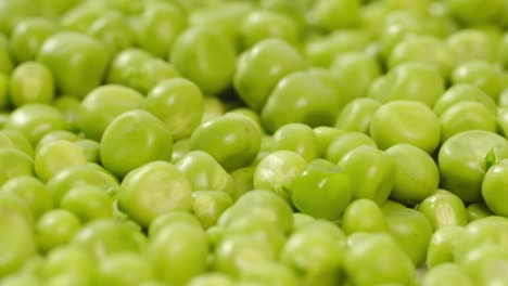 fresh green peas in close up a study of texture and color vibrant green pea pods lie nestled together their smooth surfaces and subtle textures creating visually appealing display of nature bounty fresh green peas in close up a study of texture and color