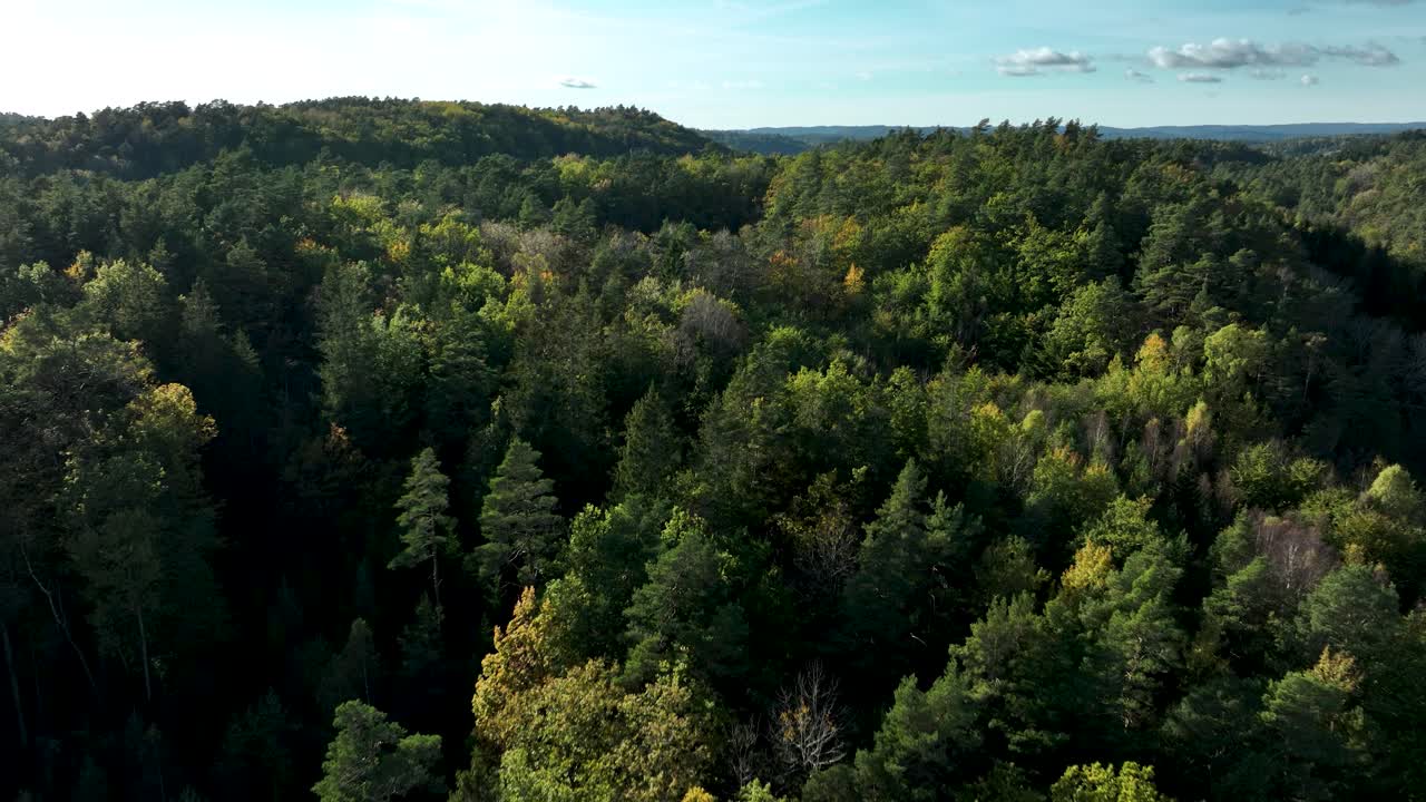 vista aérea del exuberante bosque verde