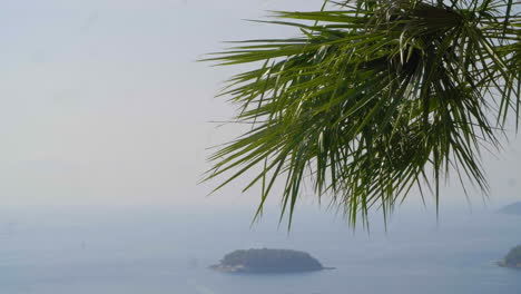 palm tree waving in the wind in phuket, thailand