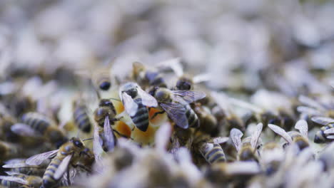 close-up of bees during communication