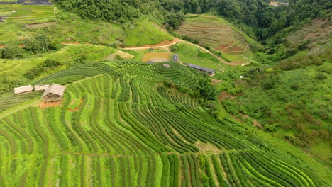 Aerial-view-of-tea-plantation-terrace-on-mountain.