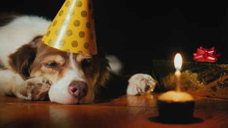 Portrait-Of-A-Cute-Birthday-Dog-In-A-Cap-Near-Balloons